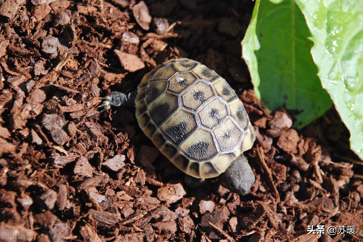 新手养龟乌龟要冬眠了怎么办,龟冬眠的注意事项是什么