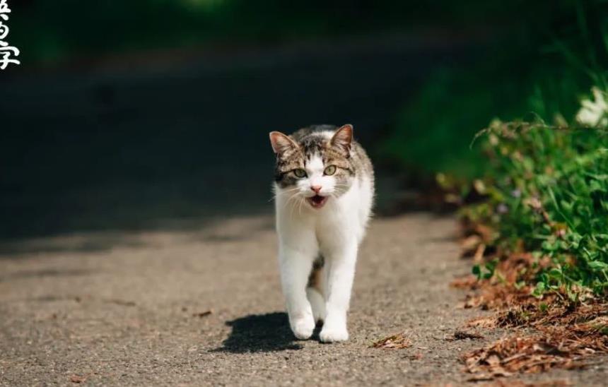 往返福岛11年，他拍下*污染核**区被遗弃的数百个毛孩子故事