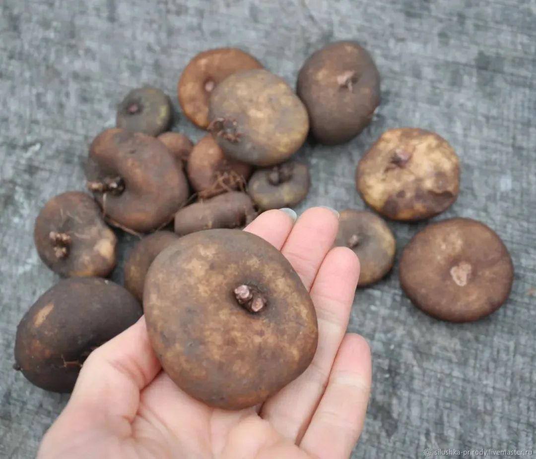 养仙客来花的教程,养仙客来需要的温度