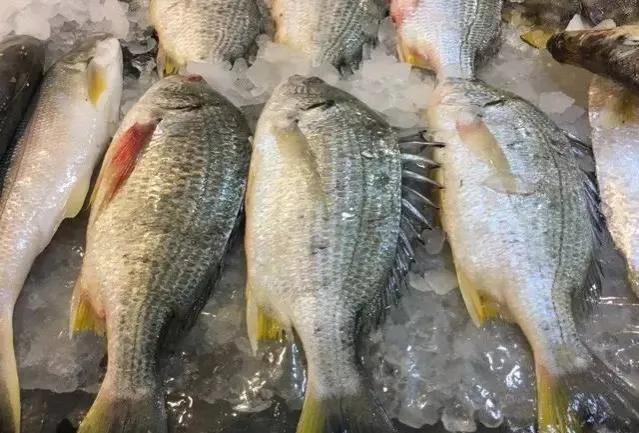 鱼类食材大全名称图片,鱼类菜谱大全100种