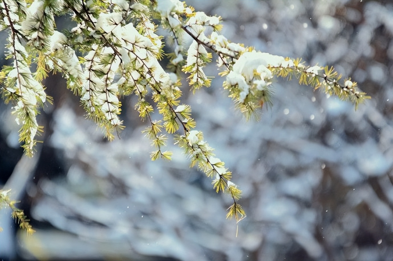 冬月已到来，提醒中老年人：吃猪肉不如常吃“4冬”，进补又解馋