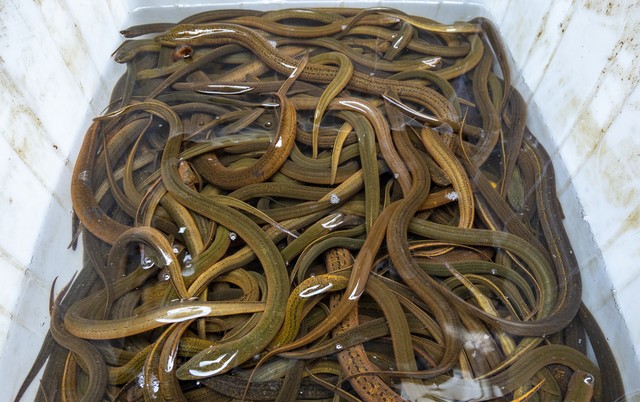 现在农村搞养殖养什么好,2022年回农村养殖什么好