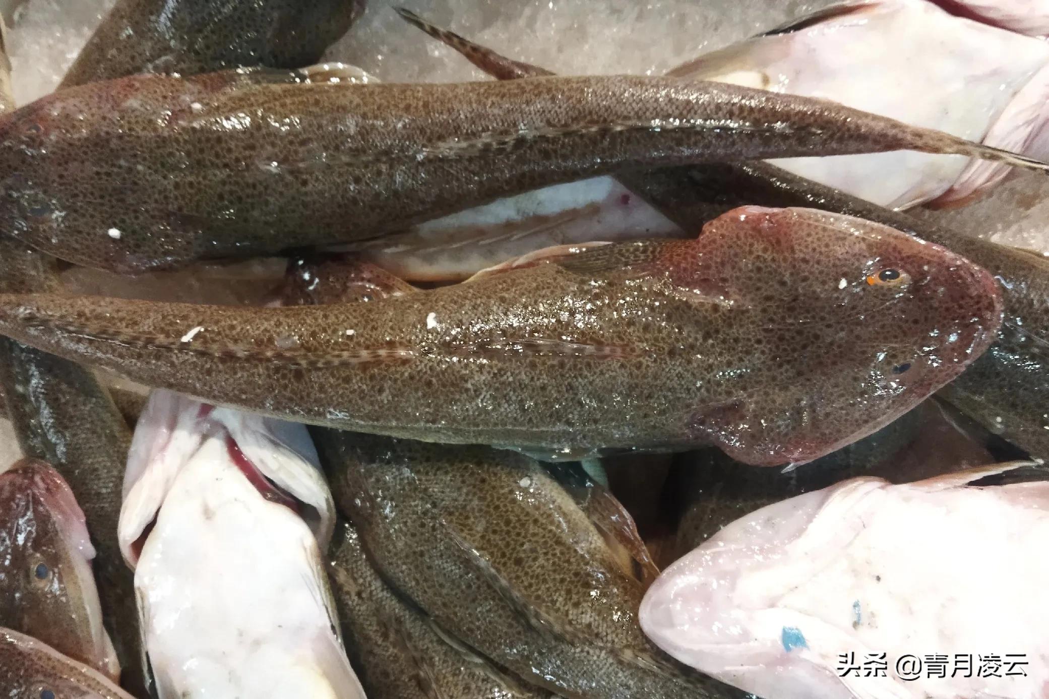 海鲜市场常见海产品图鉴,海鲜市场常见海产品图鉴表图例