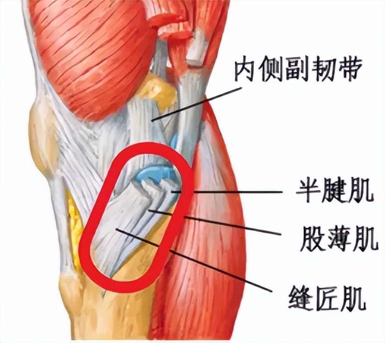 爱运动的人怎么保养膝盖,运动后保护膝盖的动作