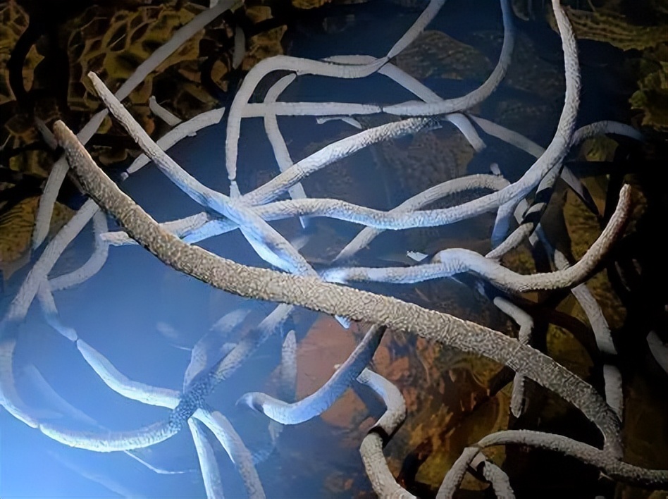 肠道菌群由哪些细菌组成,深度分析肠道细菌