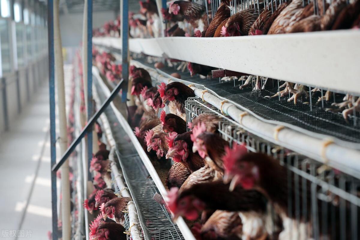 畜禽粪污资源化市场,畜禽粪污资源化利用批发