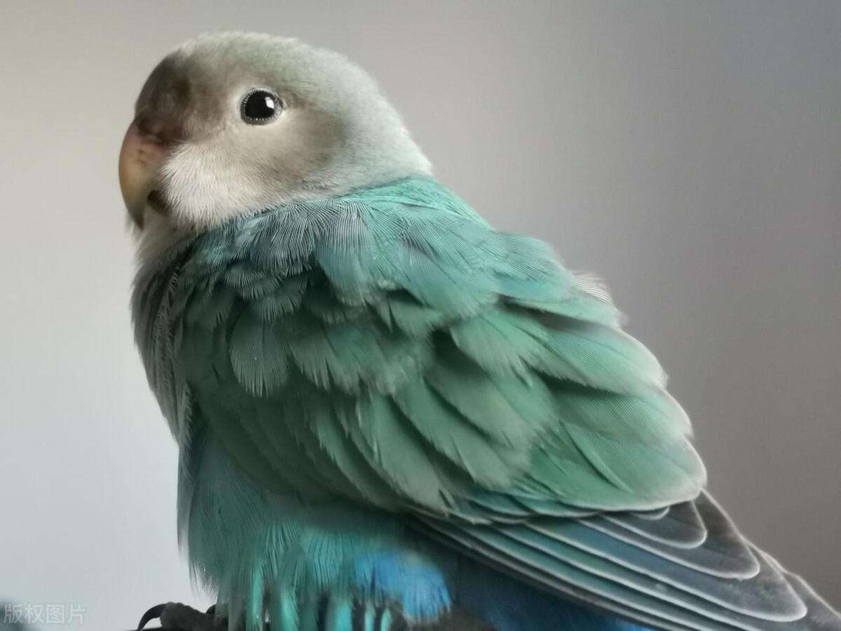 鹦鹉剪喙的正确方法,怎样修剪鹦鹉的嘴是最合适的