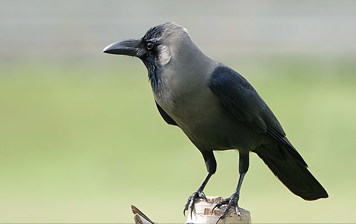 鸟儿大全高清图,高清珍稀鸟动态图片大全