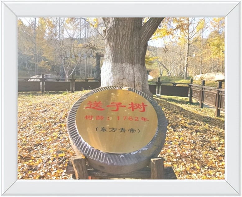 中国千年银杏谷住宿,中国千年银杏谷