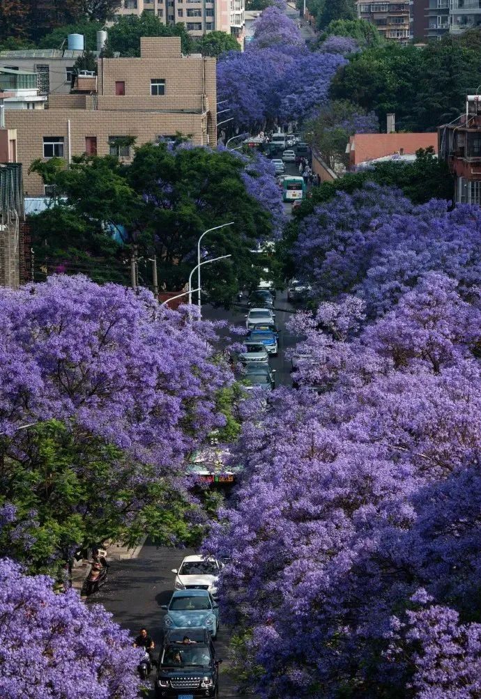 芸儿美美美美美,美美美美美美美英文