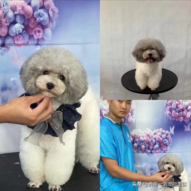 怎样成为宠物美容师的条件与要求,宠物美容师如何成为美容培训讲师