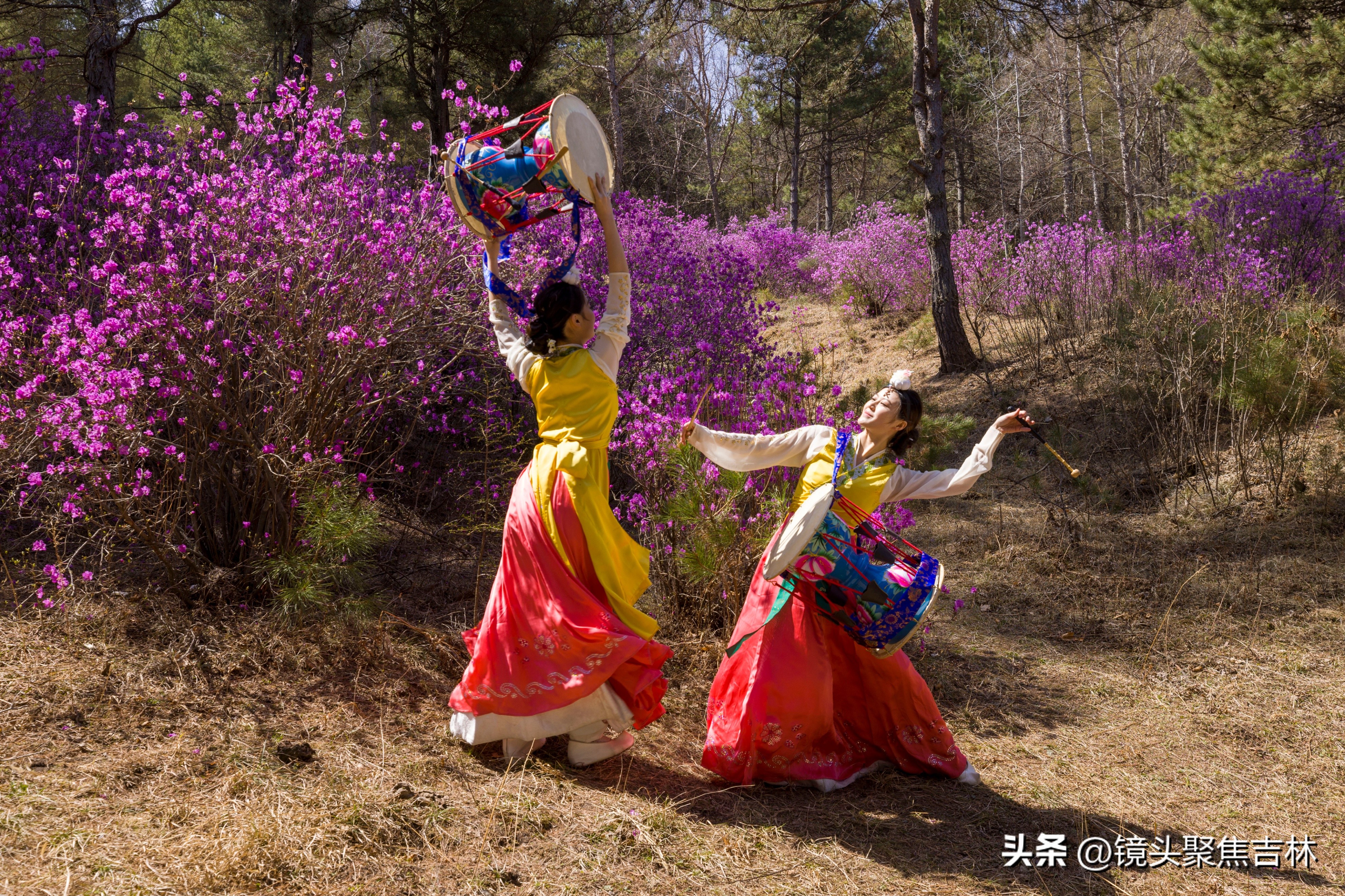 *光春**明媚吉林延边州金达莱花开美如“童话世界”