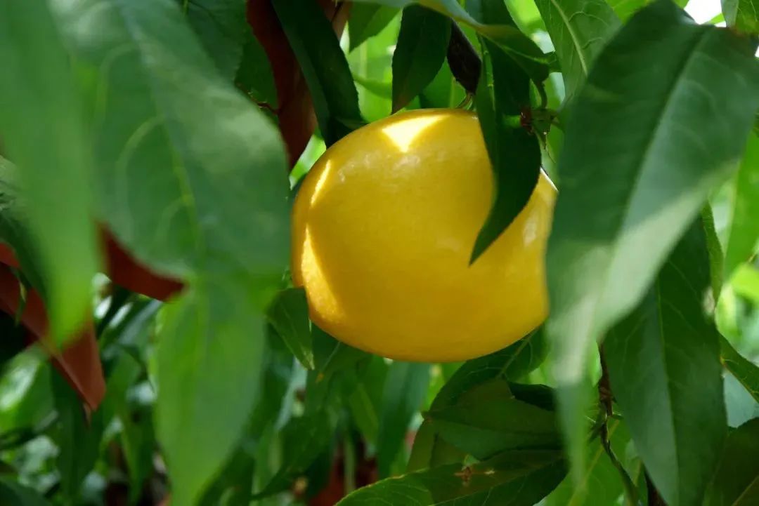 黄金油桃几月上市,山东蒙阴黄金蜜一号油桃