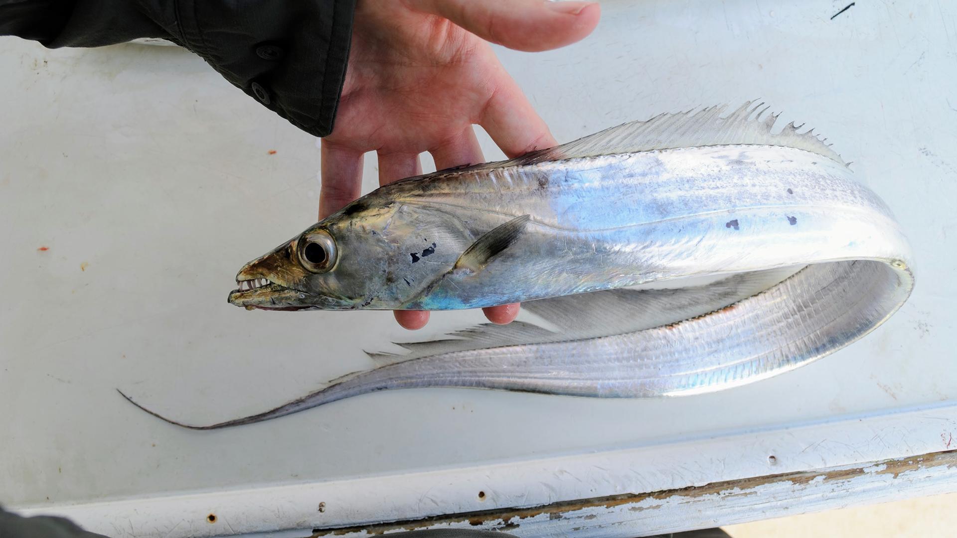 带鱼为什么无法人工养殖,捕捞的带鱼为什么都不活