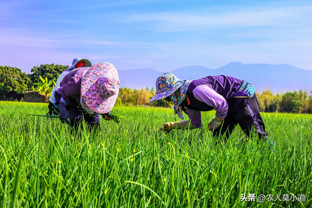 目前农民工没有工作国家有政策吗,农民工没有正规收入怎么办