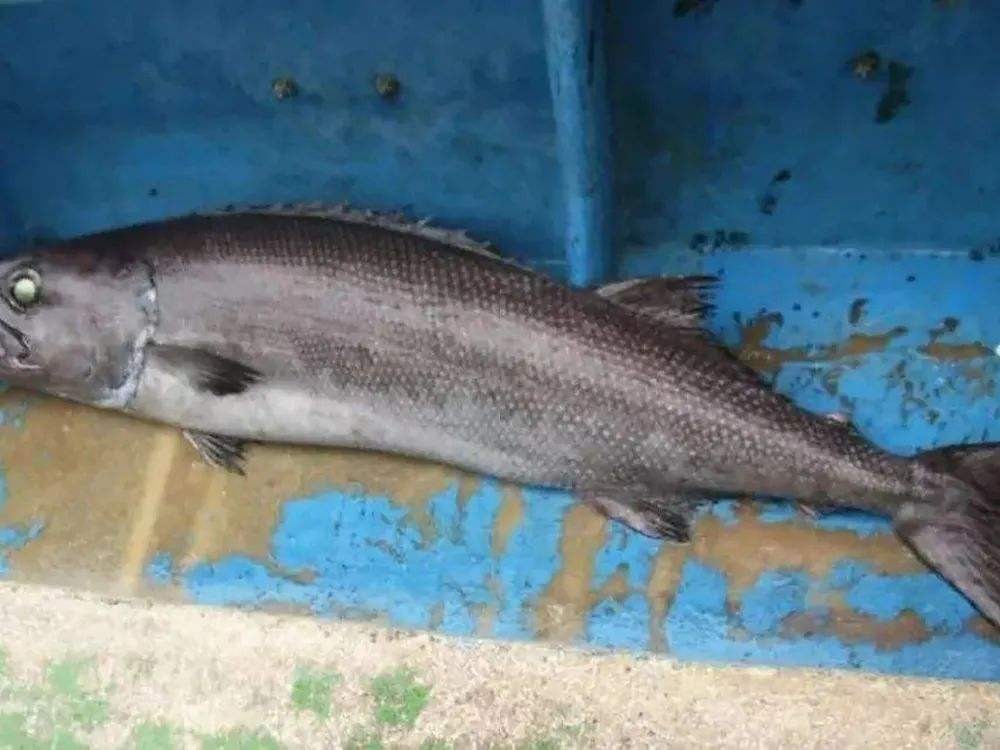 油鱼有多可怕,油鱼吃下去会怎样