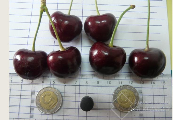 沙里淘金，从新品种中淘出好品种