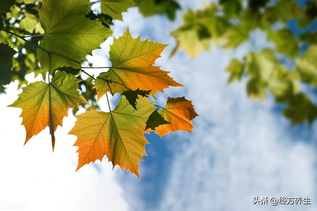 诺如病毒中医治疗案例,诺如病毒中医治疗方子