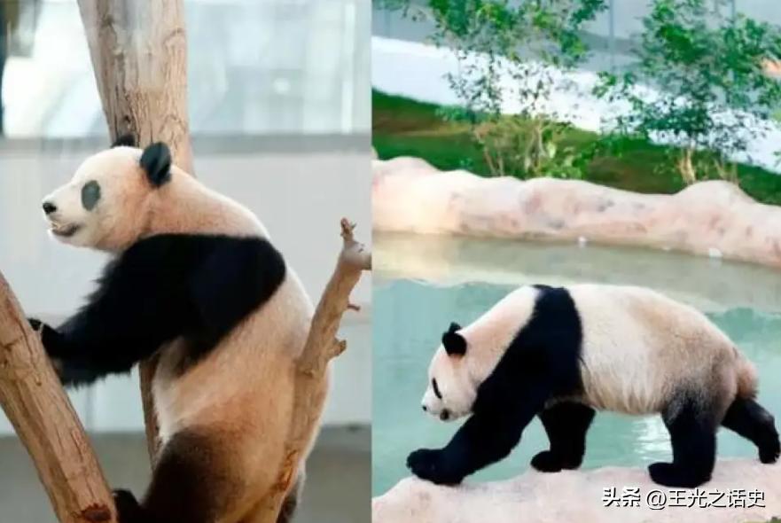 2022卡塔尔世界杯卡塔尔厉害吗,卡塔尔世界杯到底赚了多少钱