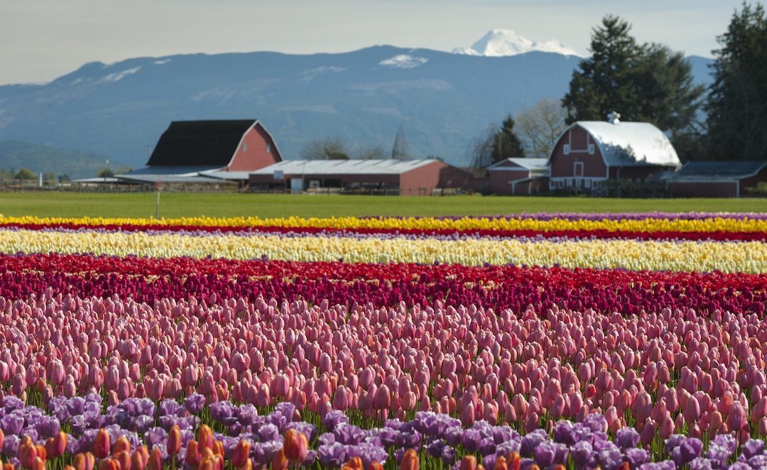 荷兰郁金香出现在哪,郁金香在荷兰有多少年