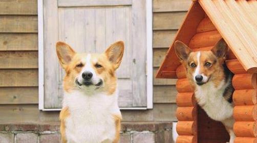 柯基去除狗体味的妙招,柯基幼犬体味大怎么办