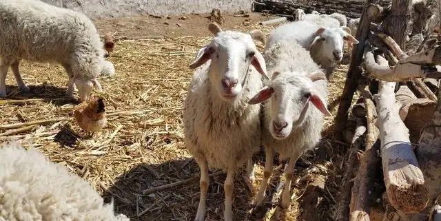 河南老农一家三代收留日本伤兵,河南农民照料日本伤兵47年