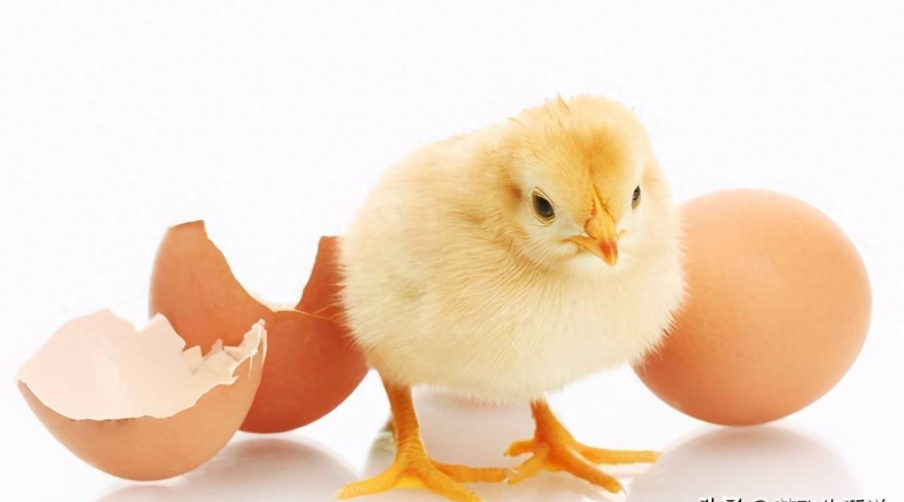 神奇的公鸡产卵,神奇公鸡