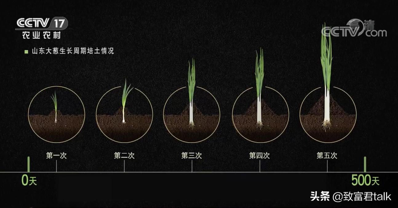 他种的大葱，比姚明高一头