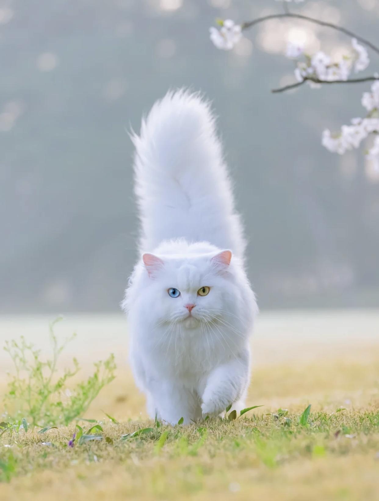 治愈系壁纸｜132张可爱小猫咪的样子