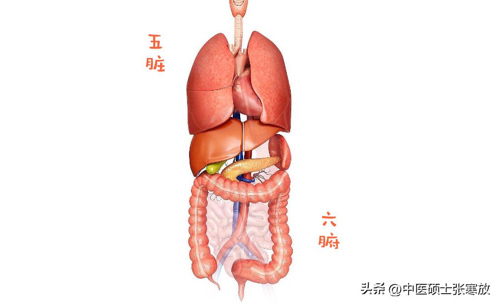 肝堵屁多肺堵痰多脾堵湿气重,肝堵屁多
