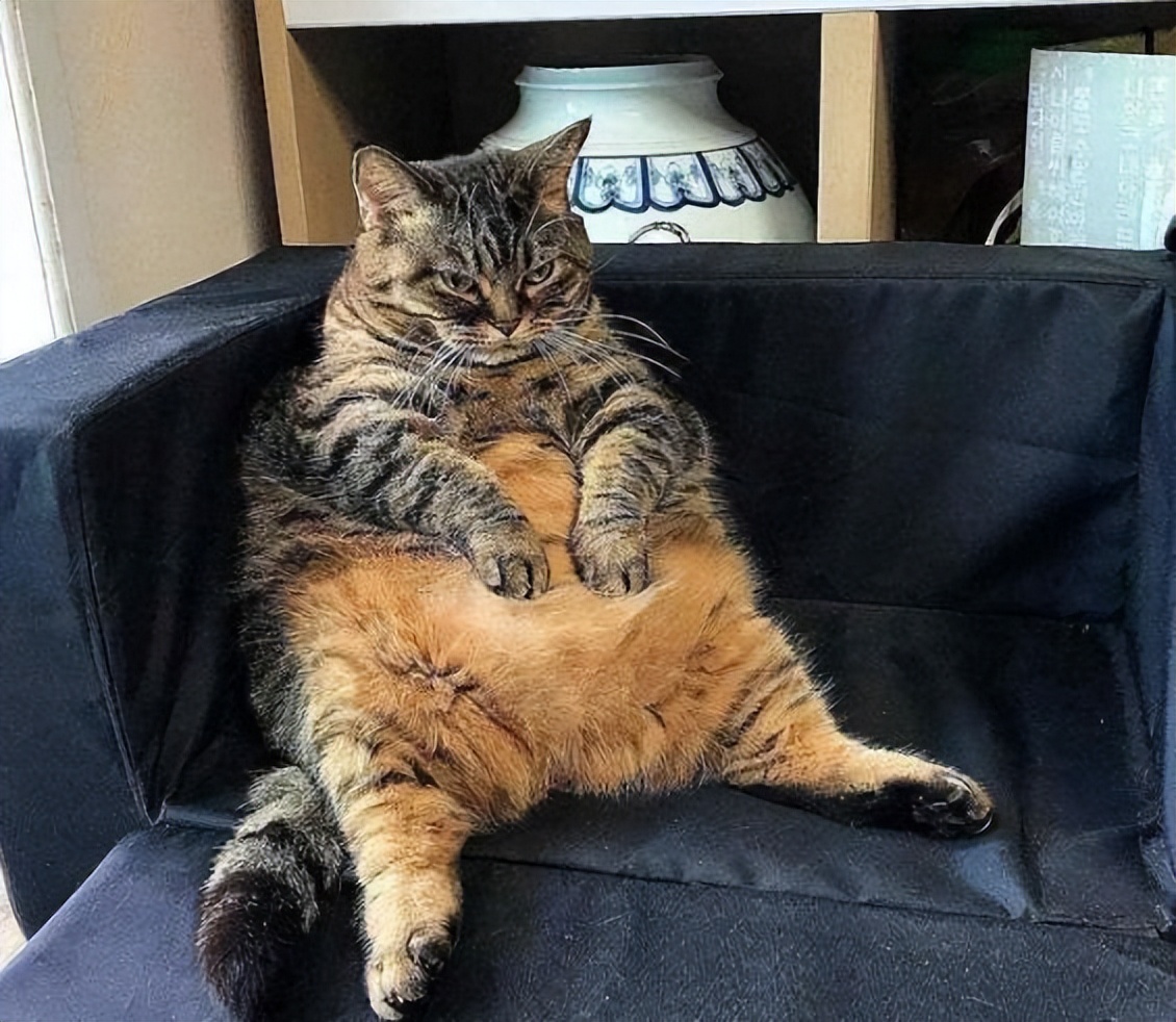 猫咪的年龄是如何换算的,猫咪年龄对照表图猫咪几岁聪明