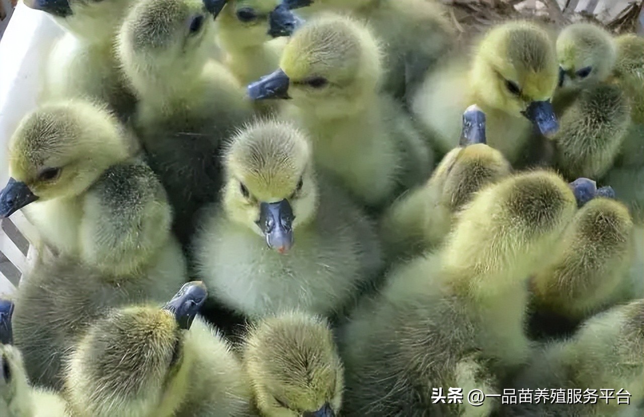 今年下半年种鹅价格走势如何,鹅价几月份最低