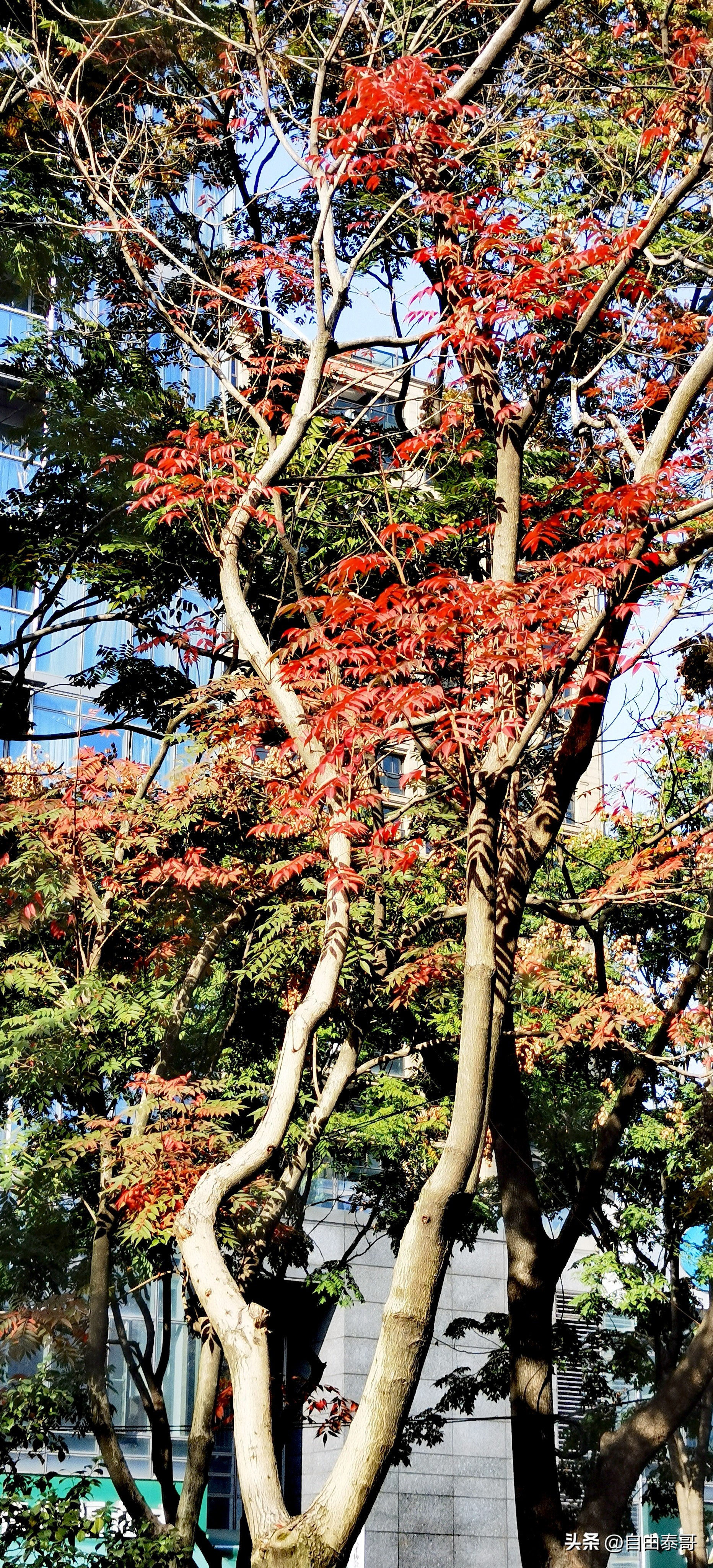 临平最大的亲水公园,临平最好公园排名