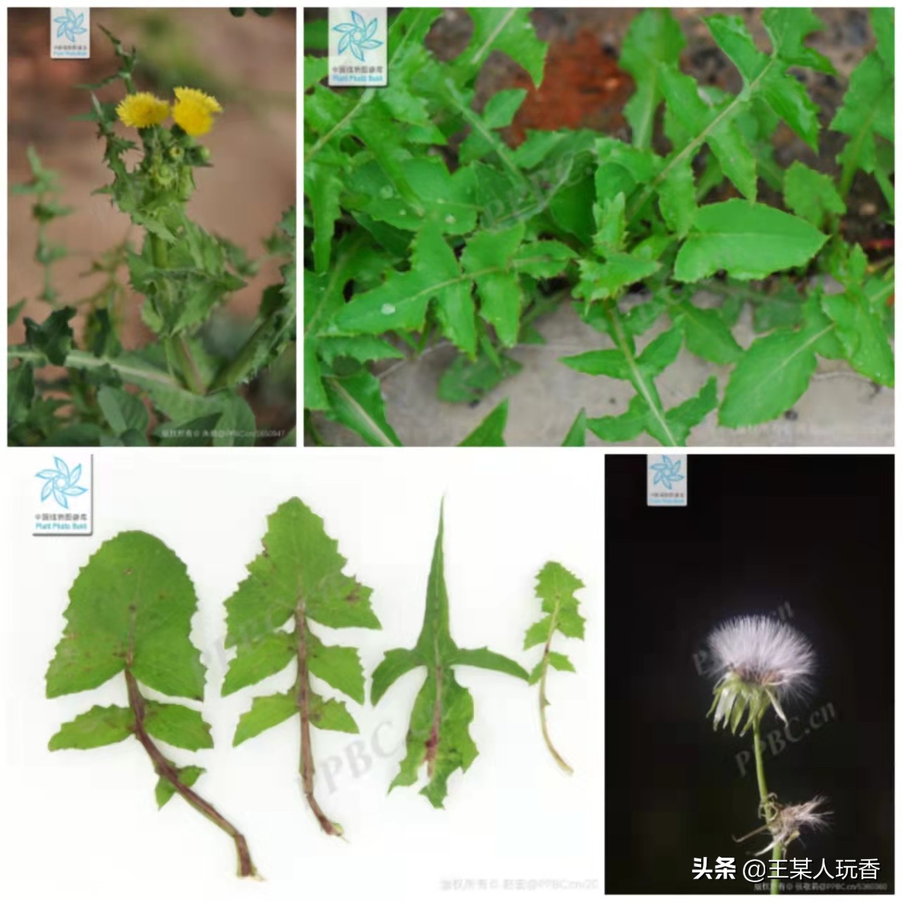 石家庄挖野菜攻略,挖野菜攻略