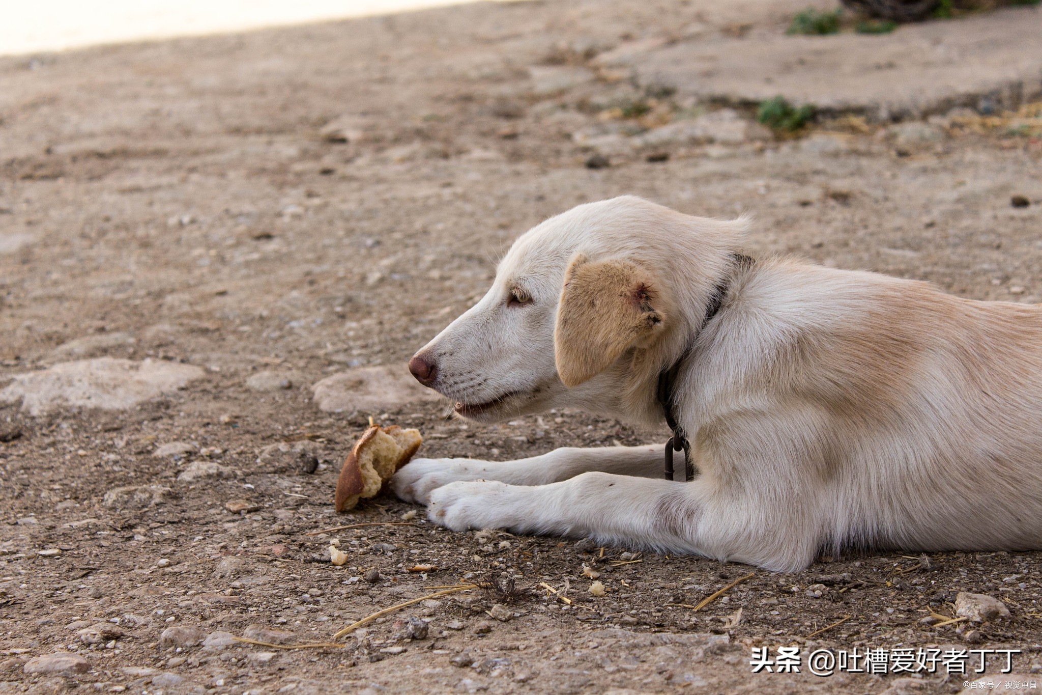 蟑螂药小狗吃了会不会中毒,蟑螂药吃了会彻底死吗