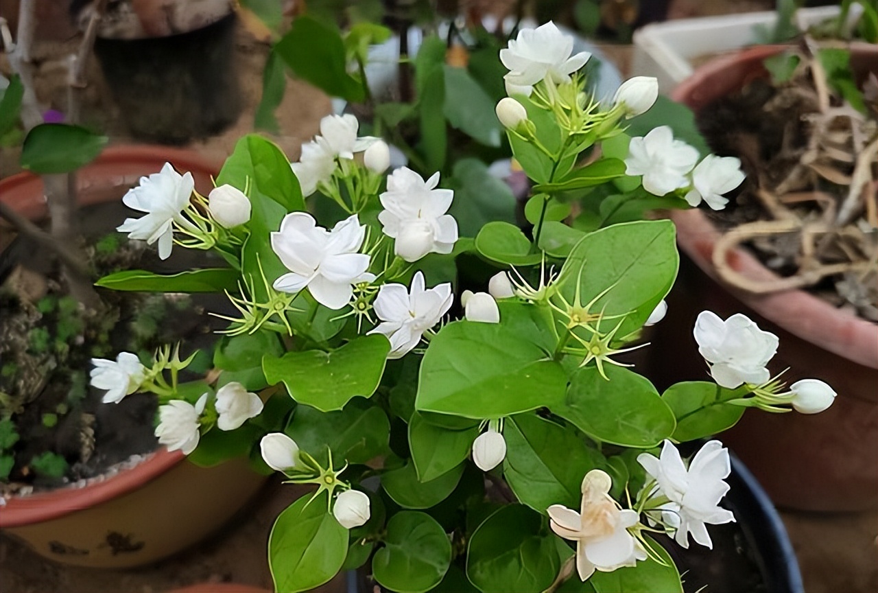 养水牛种什么草最好养,高温下雨后养兰花