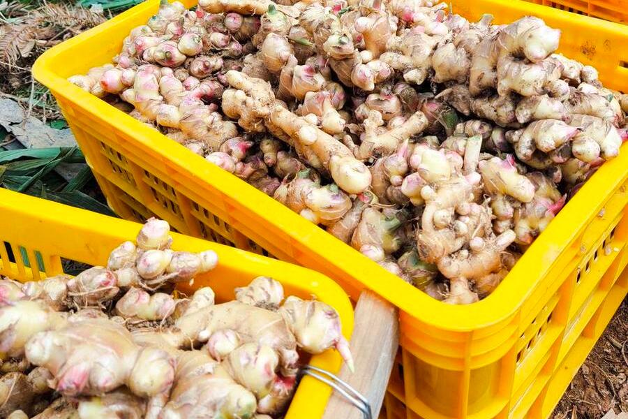 要想大姜夺高产必须有好品种,大姜想高产这10种病虫弄懂了吗