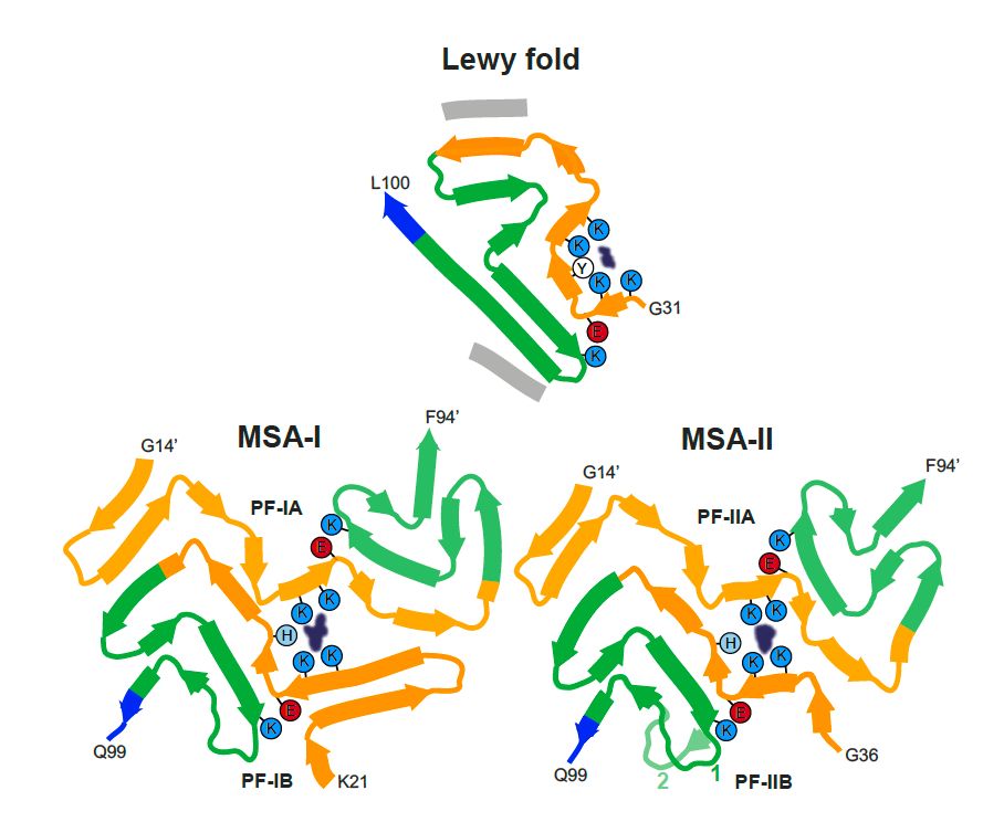 世界帕金森病日第28个主题,世界帕金森病日完整版