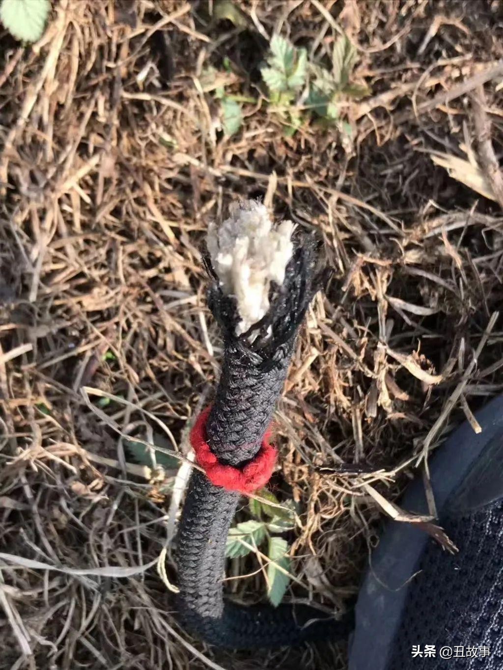 巨龙腾飞风筝的放飞现场,260米长风筝