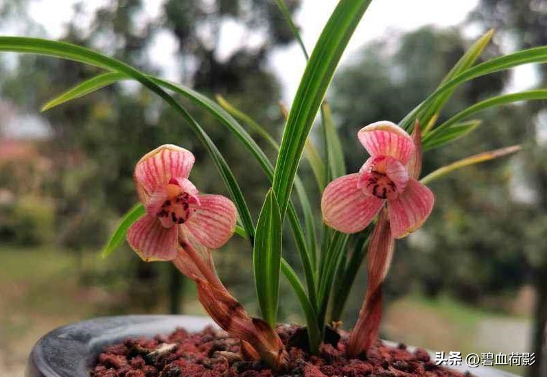 200万的兰花被盗判刑15年,盗挖名贵兰花获刑