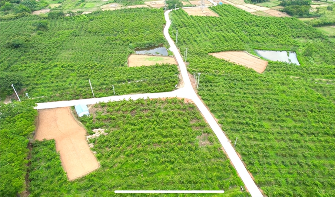 黄桃、蓝莓、西瓜……尧乡盛夏瓜果香，快来品尝夏天的味道！