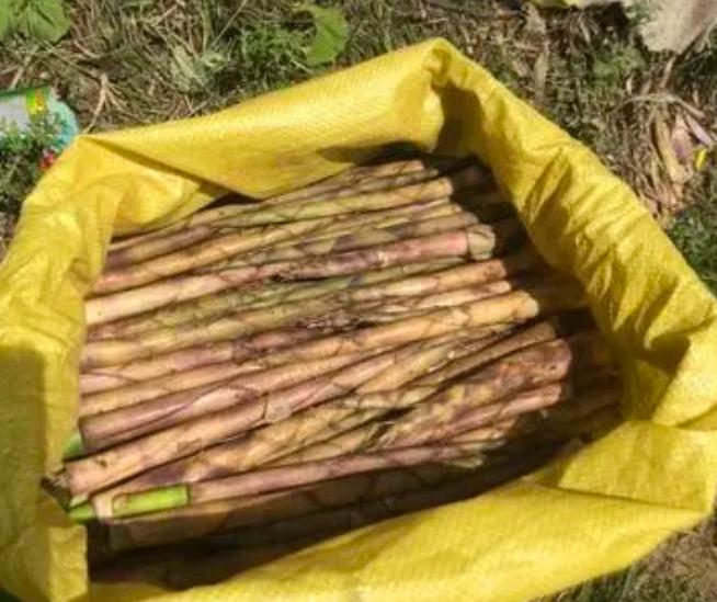 罗汉竹盆栽批发,罗汉竹盆栽图片欣赏大全