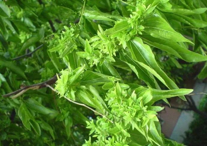 枣树“发疯”是如何造成的？怎样才能防治解决？看完明白