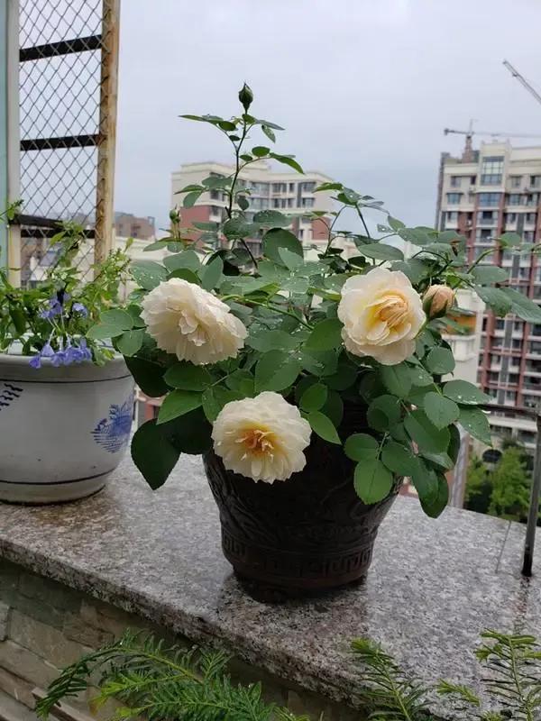 常见切花月季一览（40）（接上期）