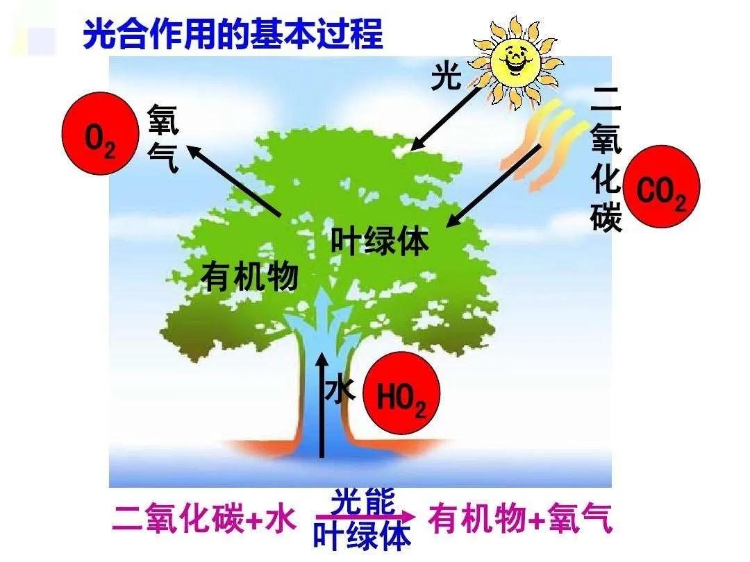 铲除墙壁上长出来的榕树方法,榕树长在墙壁上了怎么办