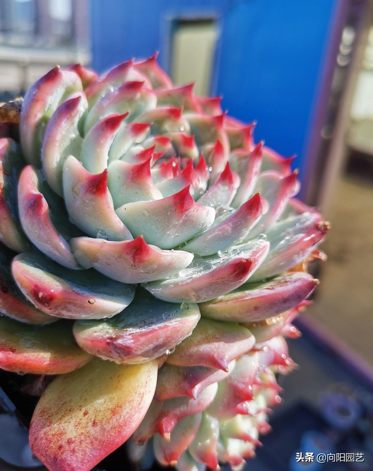 吉娃娃锦和吉娃娃覆轮锦区别,普通的吉娃娃能种出吉娃娃锦吗