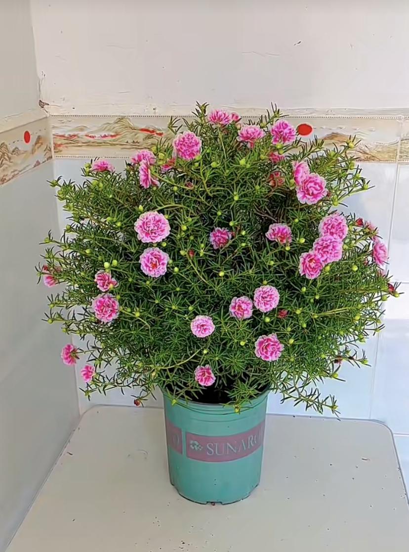 耐热的花好养的有哪些花卉,花期长耐热又好养的花卉