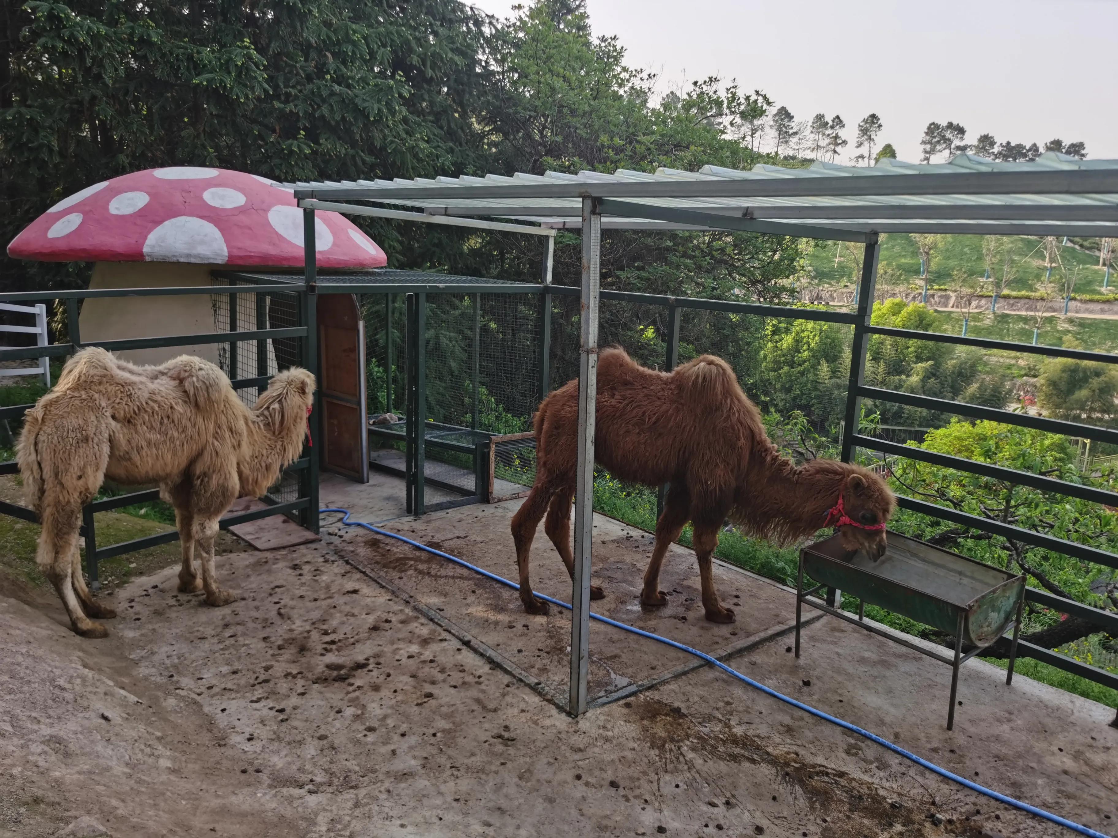 杭迪会·超级奶爸训练营——带娃出去春游啦