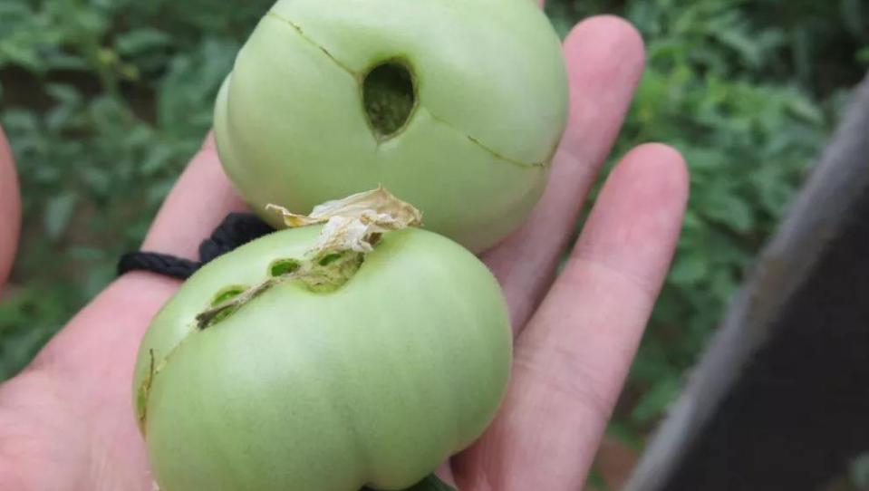 番茄裂果和卷叶是什么原因,番茄裂果是什么原因