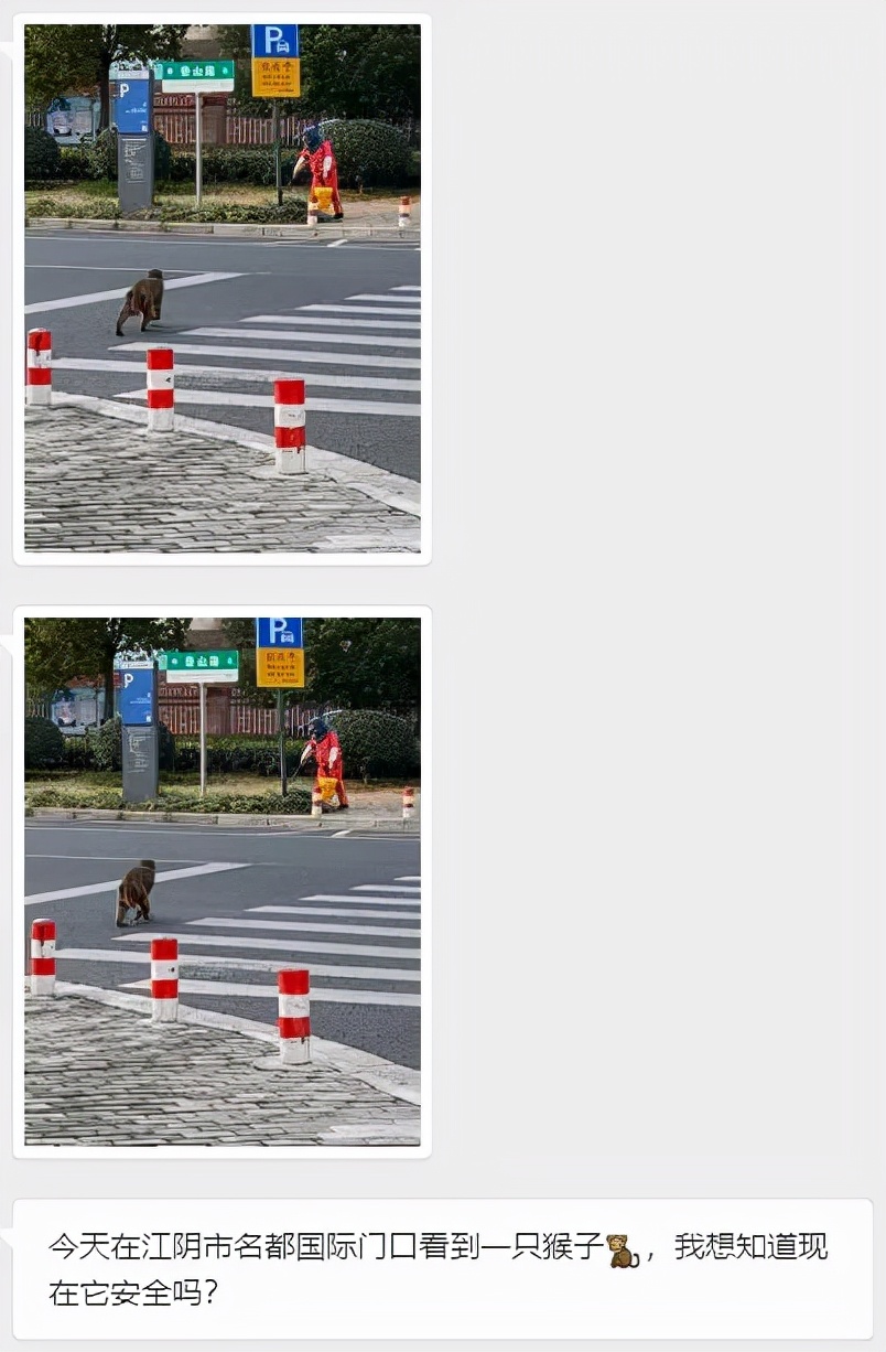 无锡人注意了,猴王出逃